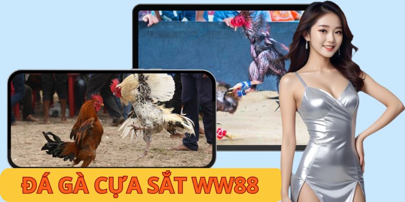 Đá Gà Cựa Sắt KUBET - Cập Nhật Thông Tin Chuẩn Nên Biết