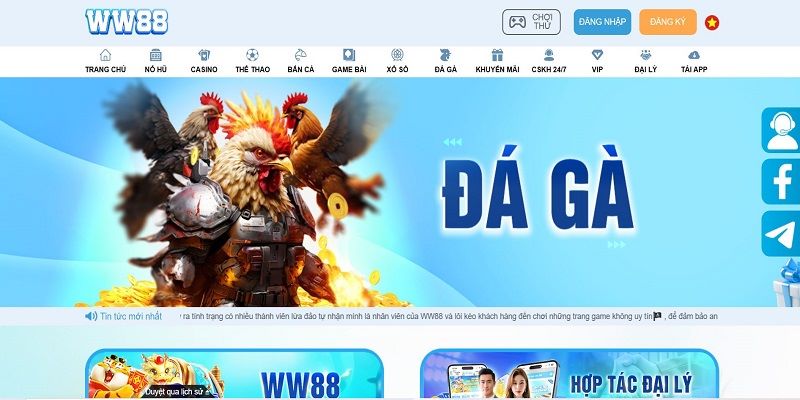 Tham gia đá gà tại nền tảng KUBET uy tín
